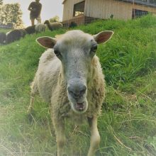 Ländlicher Raum & Landwirtschaft