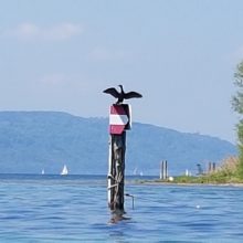 Für ein Kormoran-Management am See