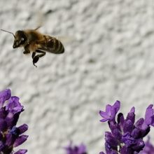 Bienen und Bauern nicht gegeneinander ausspielen