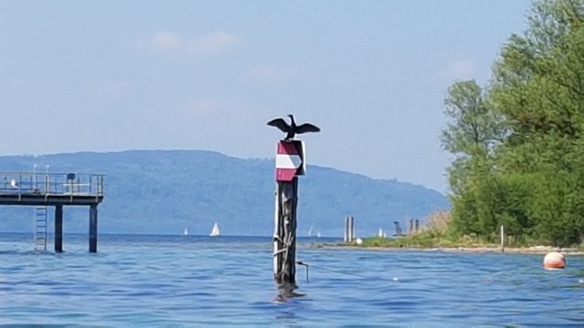 Für ein Kormoran-Management am See