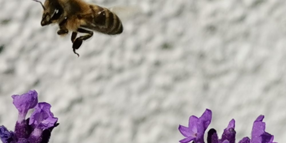 Bienen und Bauern nicht gegeneinander ausspielen