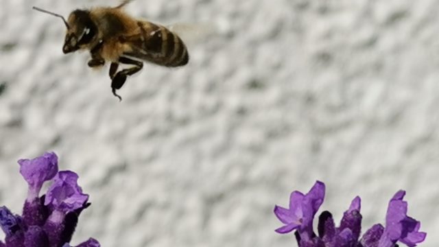 Bienen und Bauern nicht gegeneinander ausspielen