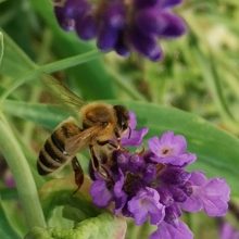 Bienen und Bauern nicht gegeneinander Ausspielen