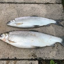 CDU im Kreis gegen Aquakulturen im See