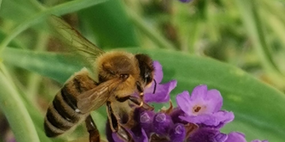 Bienen und Bauern nicht gegeneinander Ausspielen